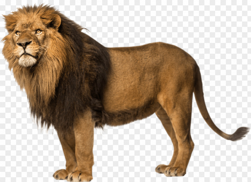 Lion Free Download Wallpaper PNG