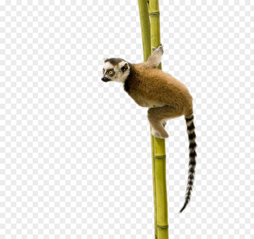 Madagascar Ring-tailed Lemur Primate Sifaka PNG
