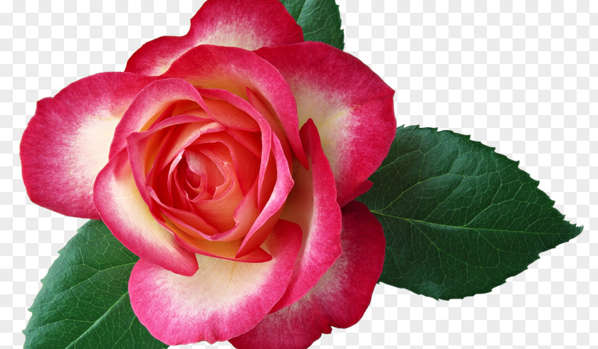 Rose Garden Roses Clip Art PNG