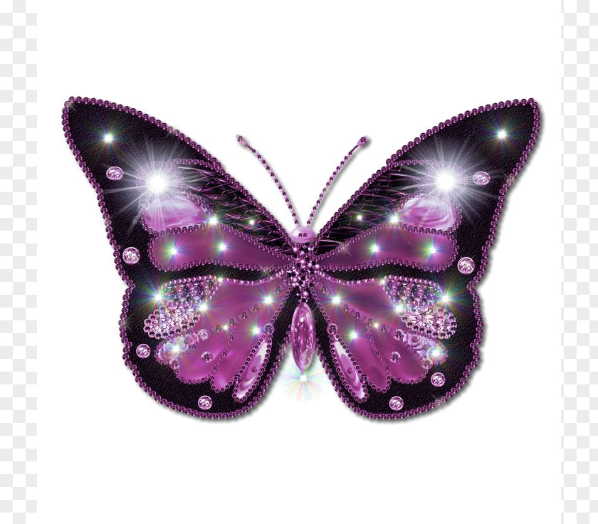 Butterfly Image File Formats Clip Art PNG