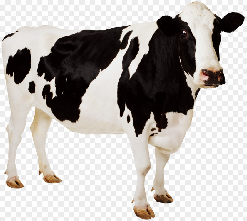 Cow Pictures For Children Holstein Friesian Cattle Guernsey Clip Art PNG