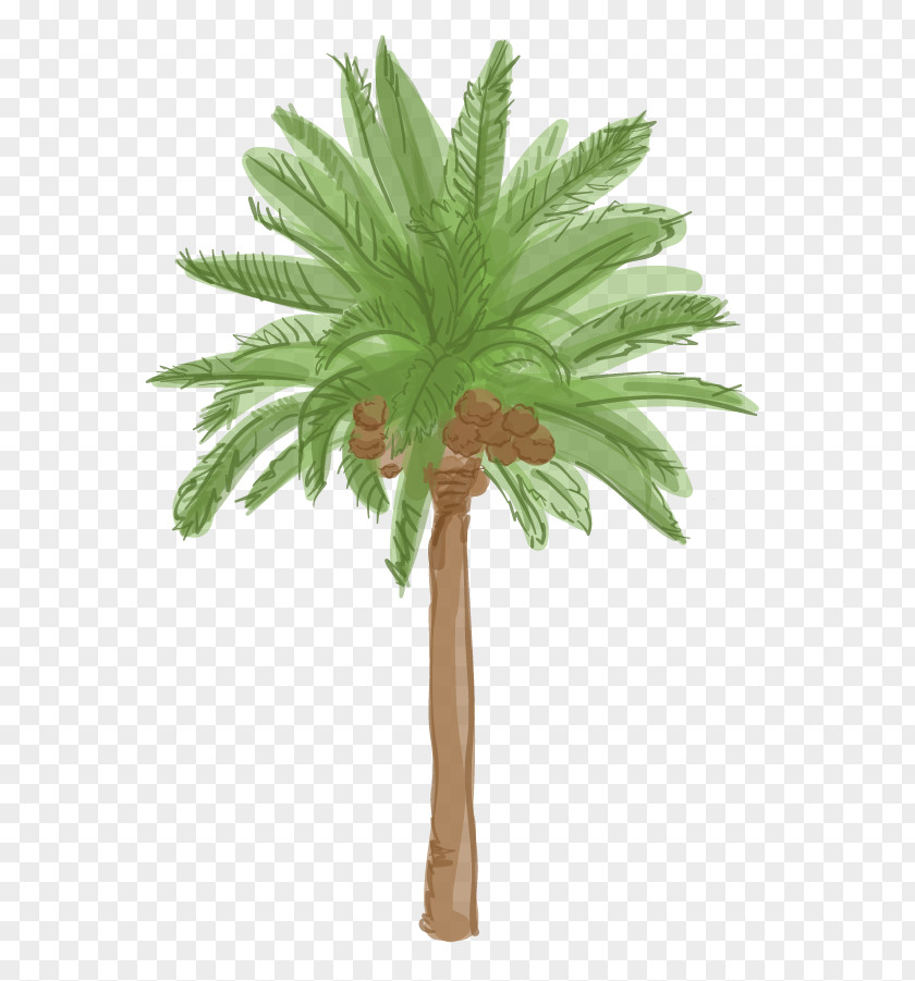 Date Palm Arecaceae Tree Plant Roystonea Regia PNG