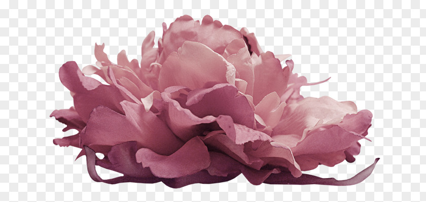 Fairy Tale Flower Photography PNG