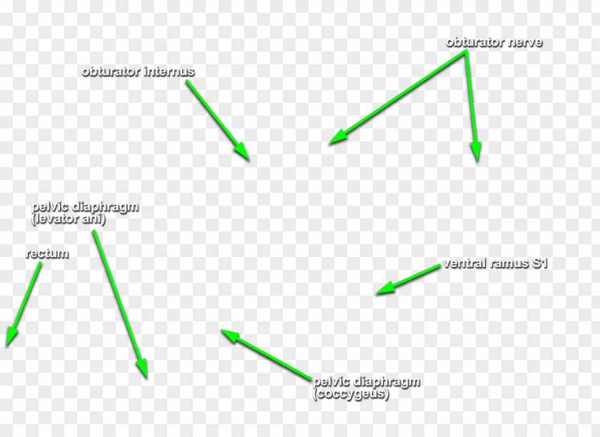 Pelvis Torso Pelvic Floor Internal Obturator Muscle Nerve PNG