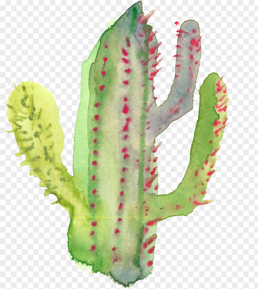 Cactus Cactaceae Succulent Plant PNG