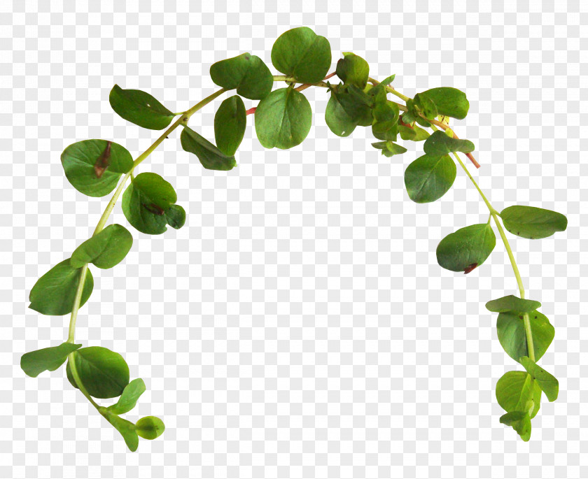 Plantas Leaf Branch Green Clip Art PNG