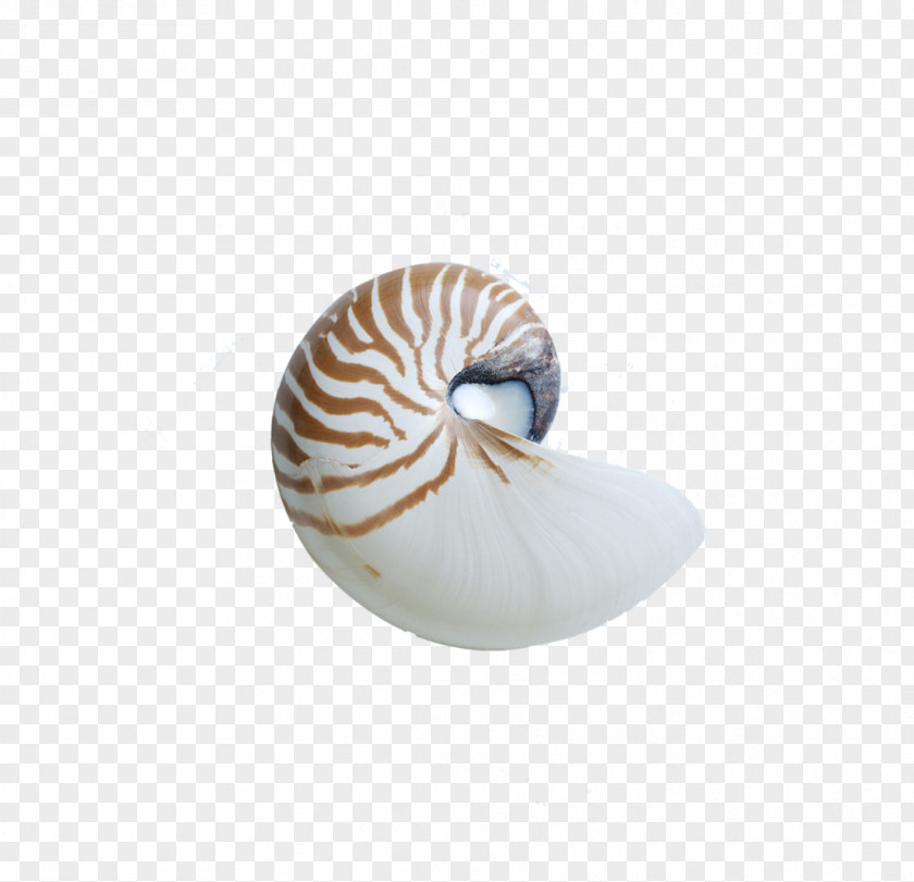 Shell Chambered Nautilus Seashell Sea Snail PNG