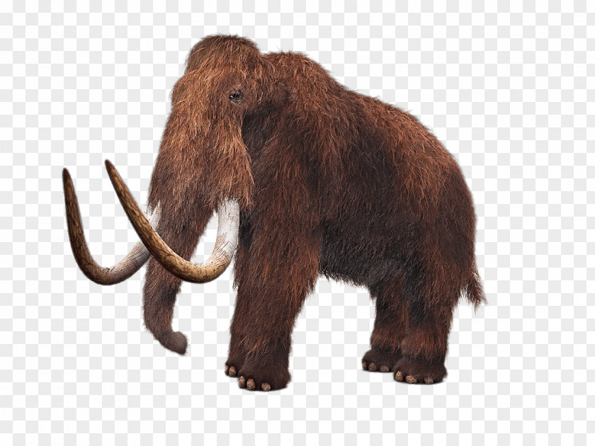 Use For Back Ground Woolly Mammoth De-extinction Lyuba Tusk Steppe PNG