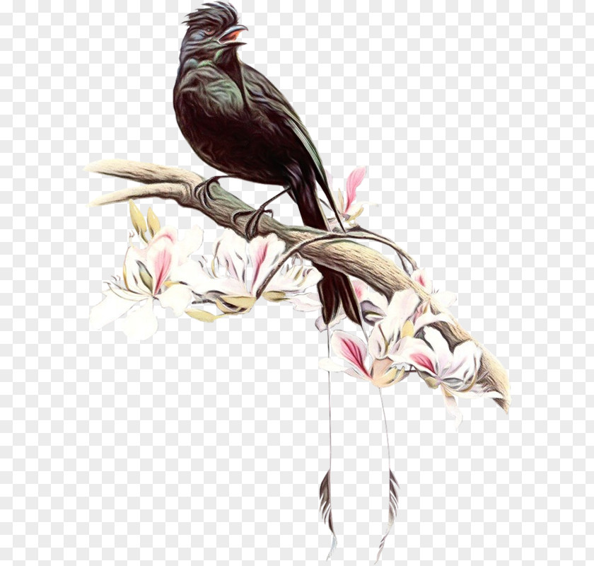 Bird Beak Plant Cuculiformes Cuckoo PNG