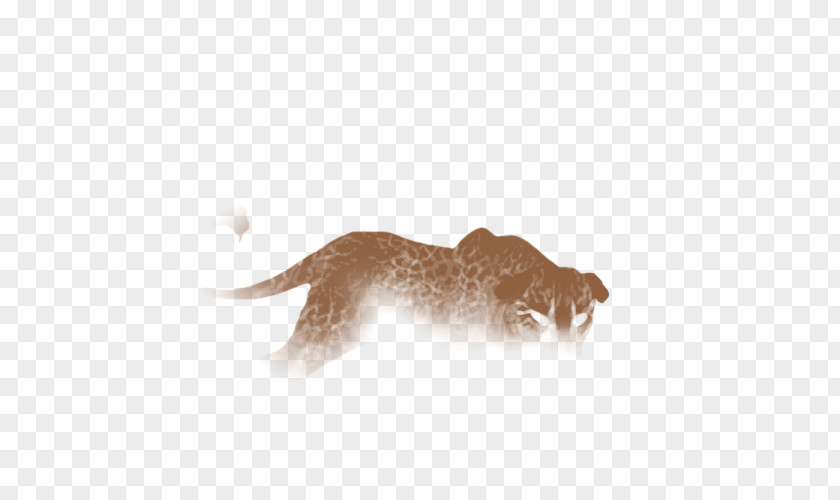 Crackle Cat Dog Carnivora Animal Canidae PNG