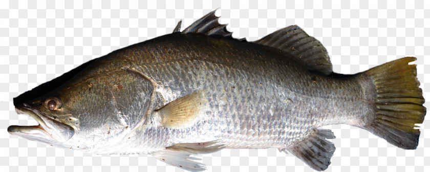 Fish Tilapia Barramundi PNG