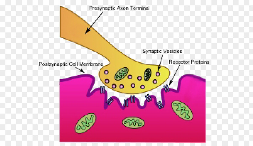 Nervous System Neurotransmitters Synapse Neuromuscular Junction Motor Neuron Acetylcholine PNG