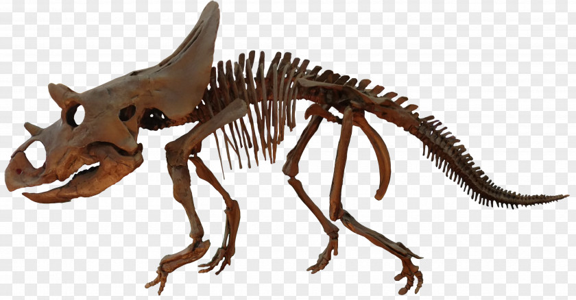 Pentaceratops Agujaceratops Velociraptor Ceratopsia Brachyceratops Late Cretaceous PNG