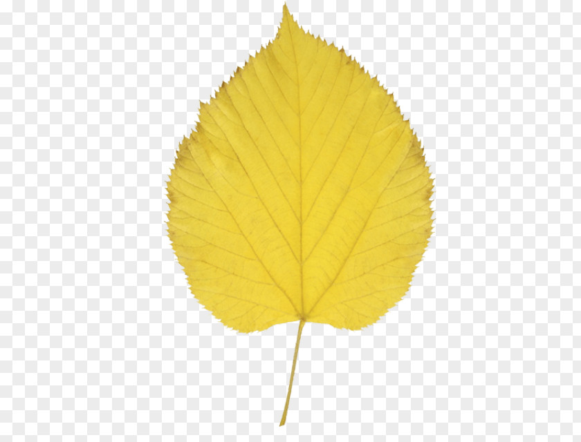 Yellow Leaves Paper Birch Autumn Leaf Color Clip Art PNG