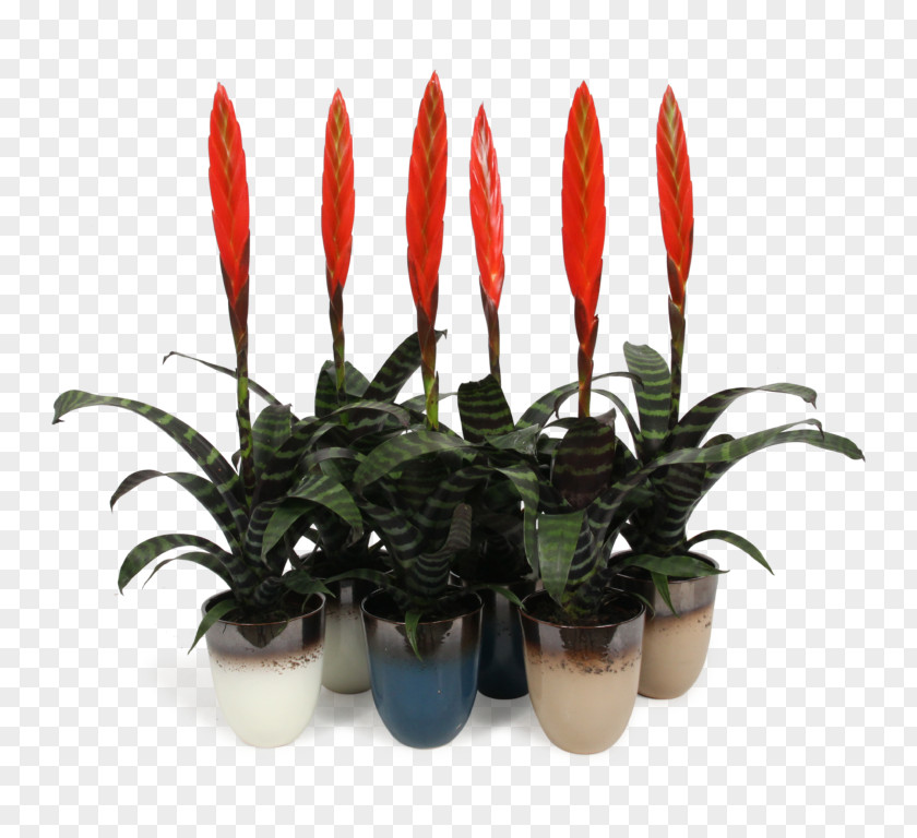 Anthurium Bromelia Eating Cartoon PNG