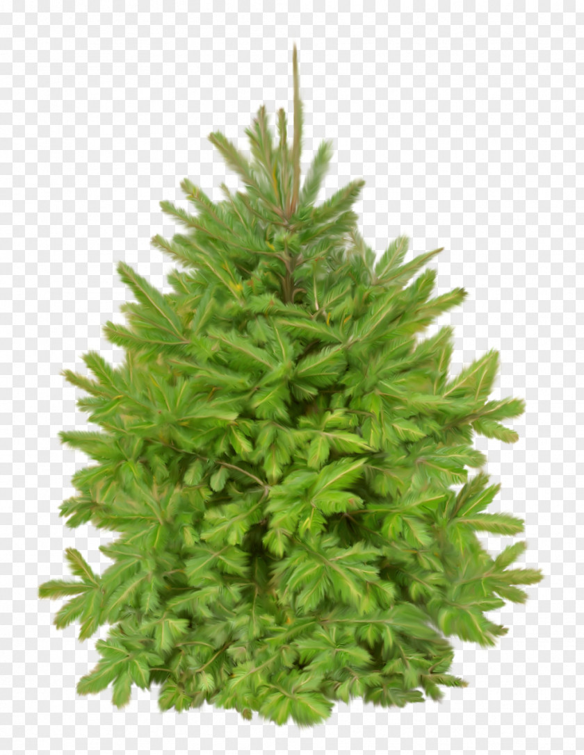 Bushes New Year Tree Photography Christmas Clip Art PNG