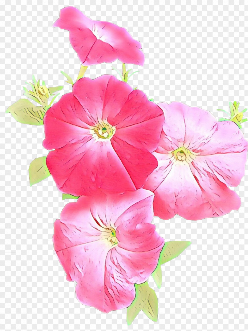 Flower Petal Pink Plant Morning Glory PNG