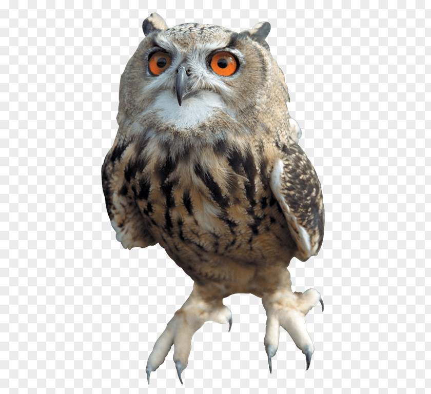 Owls PNG clipart PNG