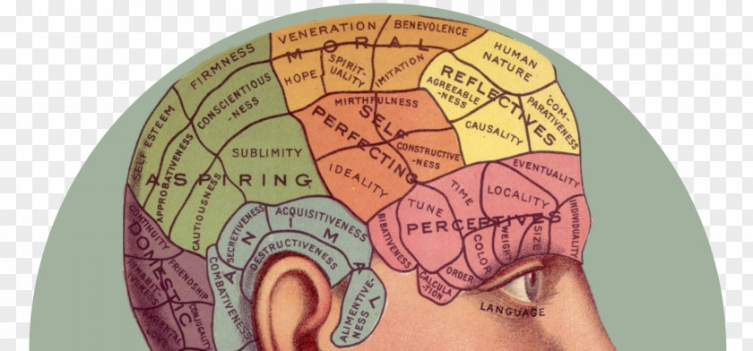Brain Game Phrenology [bust] Human Head Psychology PNG