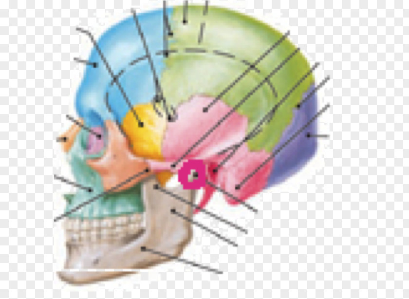 Coronoid Process Of The Ulna Infratemporal Fossa Mandibular Crest Mandible PNG