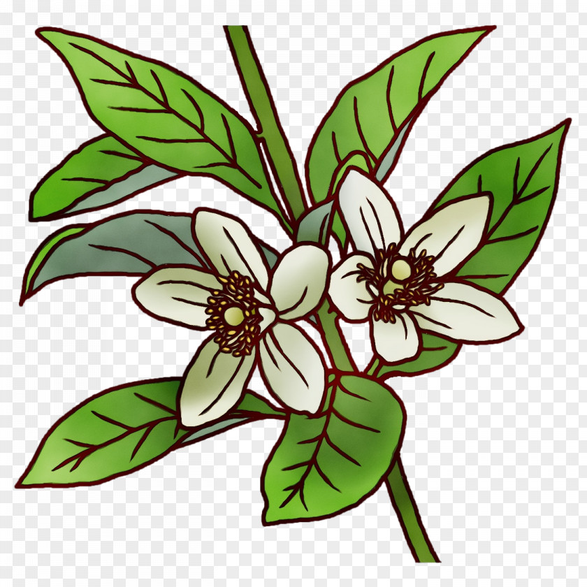 Floral Design PNG