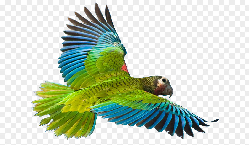 Flying Parrot Image Greater Vasa Cuban Amazon Bird Crimson Rosella PNG