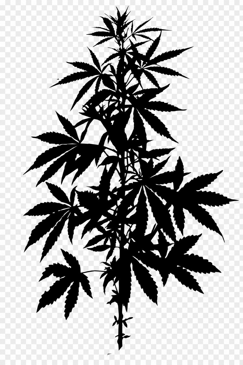Legality Of Cannabis Hemp Marijuana Medical PNG