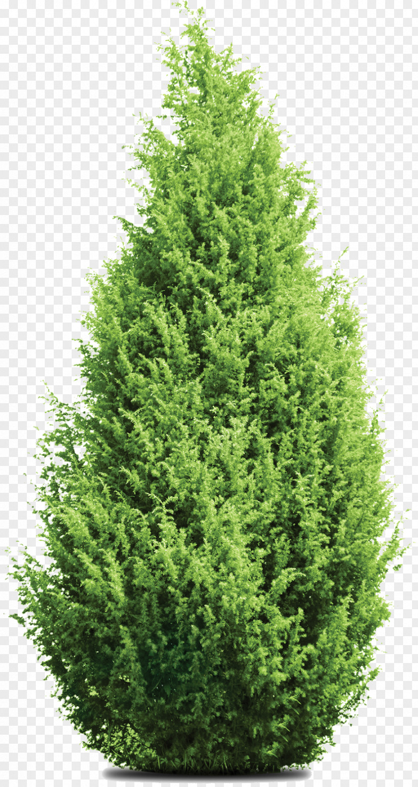 4/1 4/2 Ratchadamri Rd Pine Mediterranean Cypress Leyland Tree Evergreen PNG