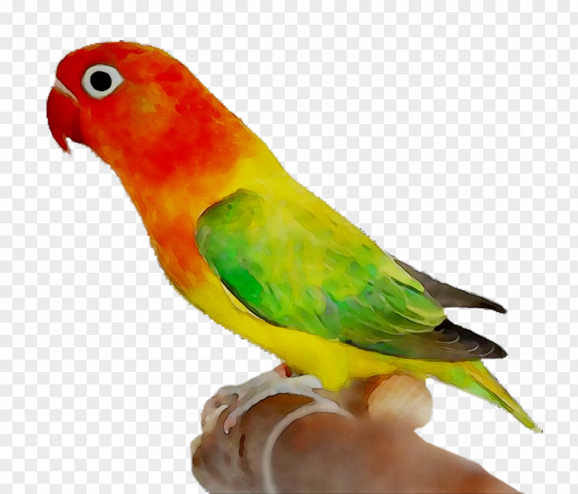 Lovebird Parakeet Macaw Loriini PNG