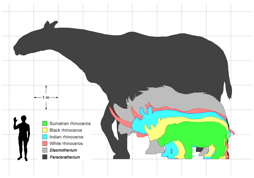 Rhino Elasmotherium Pliocene Pleistocene Unicorn Horn PNG