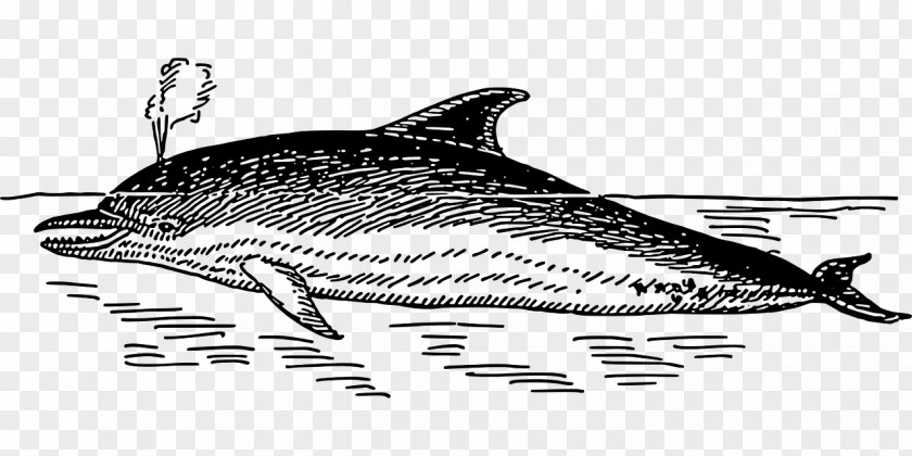 Whale Dolphin Line Art Clip PNG