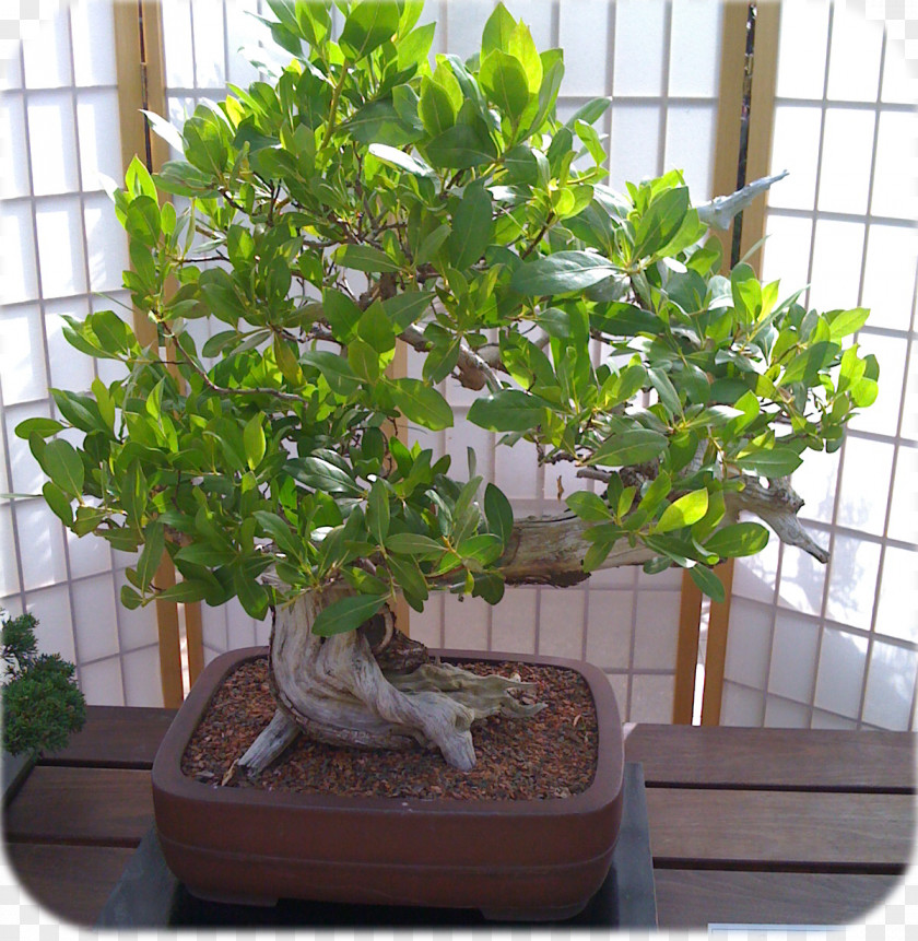 Bonsai Pruning Sageretia Theezans Tree Houseplant Flowerpot PNG