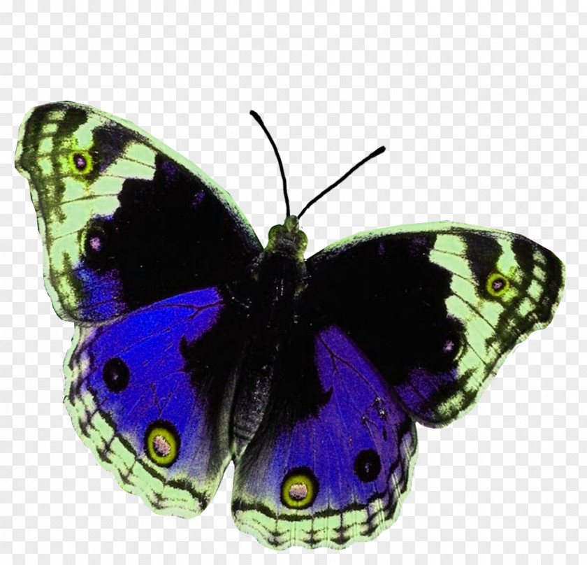 Butterfly House Animal High-definition Television PNG