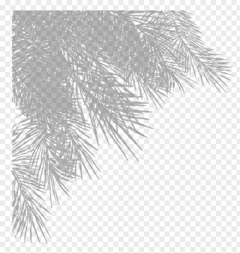 Christmas Tree Branches Leaf Branch PNG