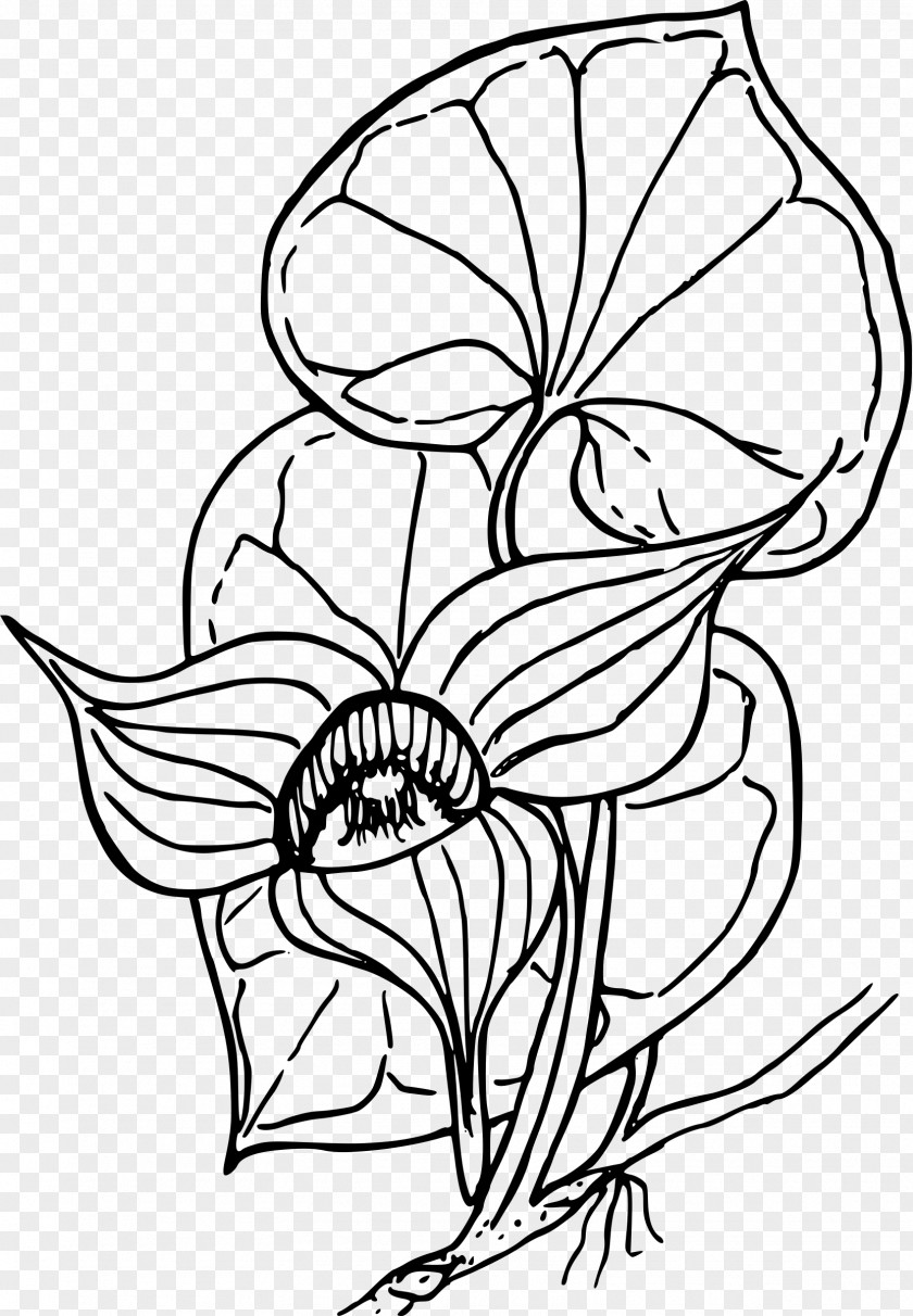 Coloring Book Western Wild Ginger Drawing Clip Art PNG
