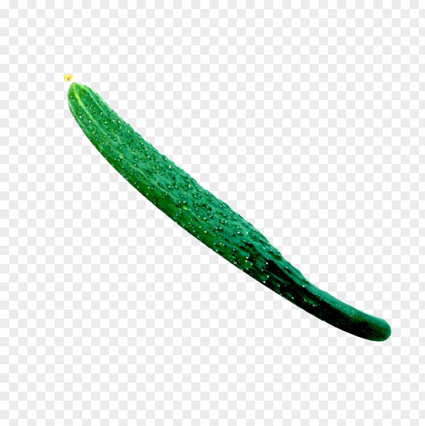 Cucumber Vegetable Clip Art PNG