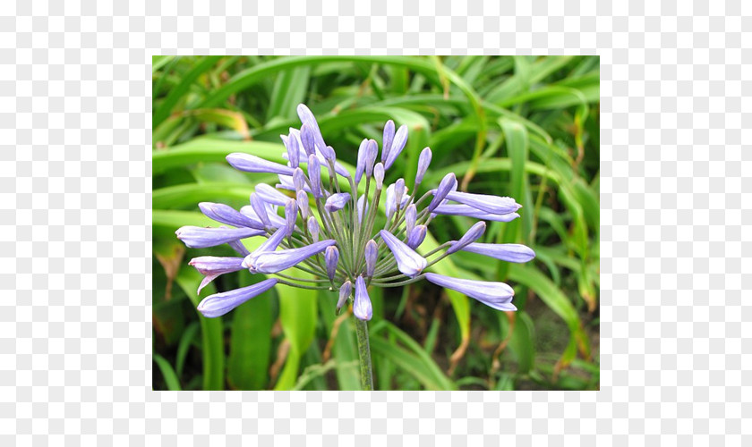 Flower African Lily Blue Lilium Plant PNG