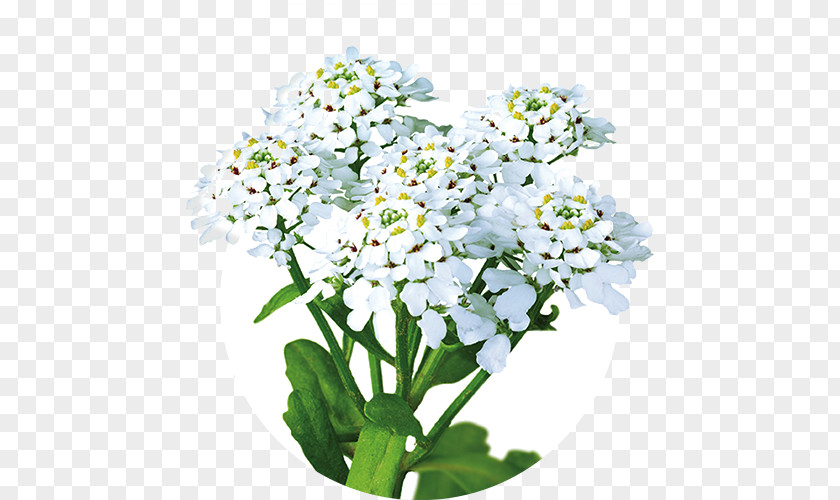 Health Annual Candytuft Iberogast Therapy Pharmaceutical Drug PNG