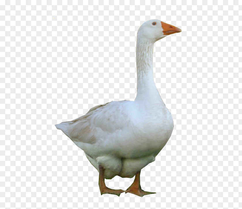 Goose Domestic Duck Image PNG