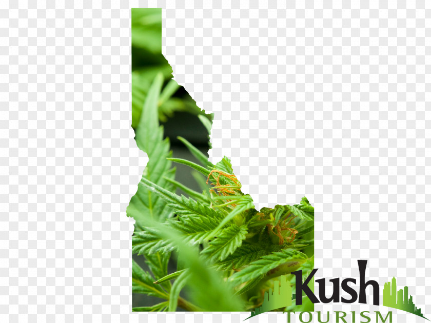 Leaf Greens Herb PNG