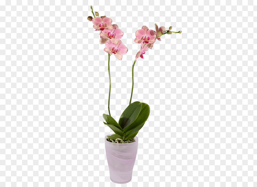 Pot Plant Cut Flowers Moth Orchids PNG