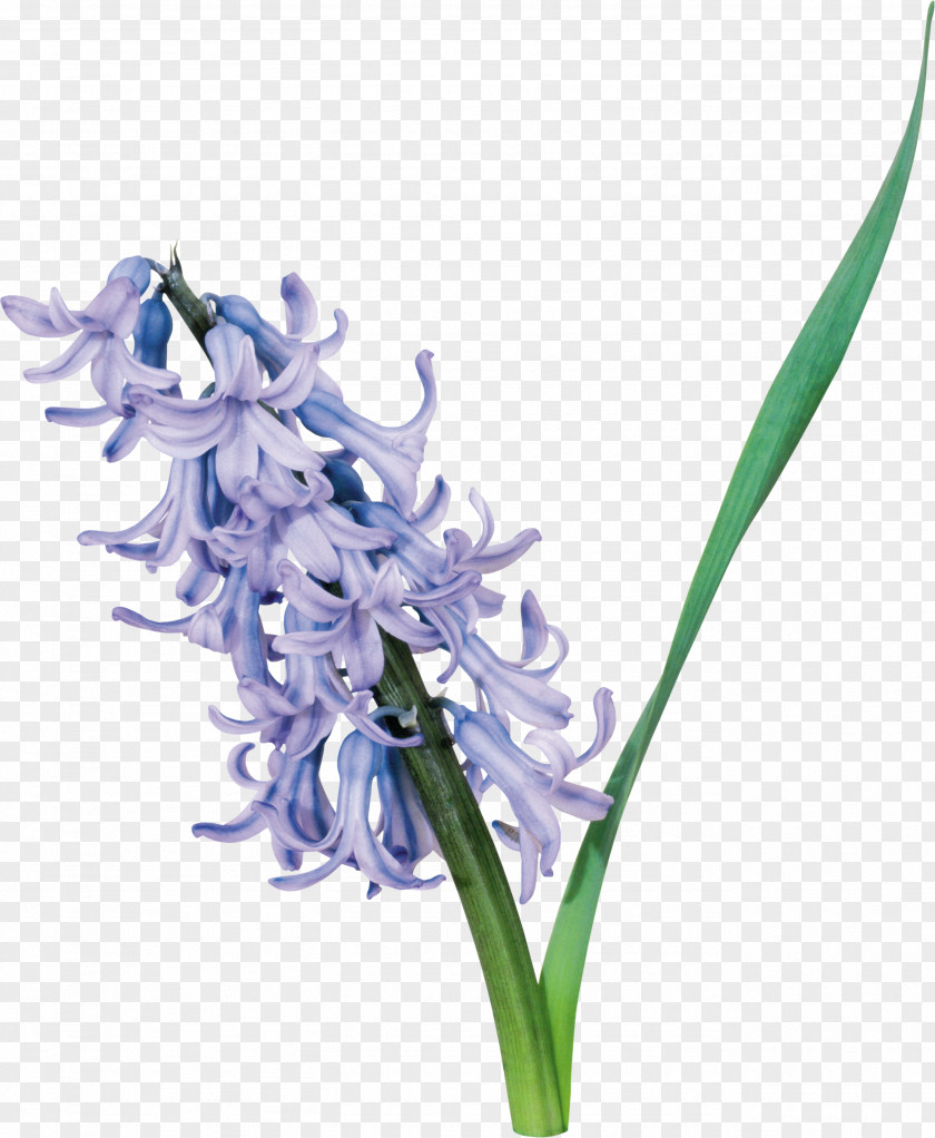 Purple Flower Cut Flowers Hyacinth Clip Art PNG
