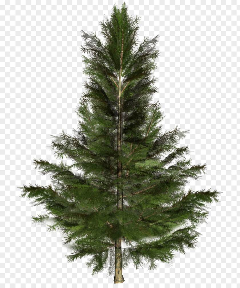 Tree Spruce Fir Pine Christmas PNG