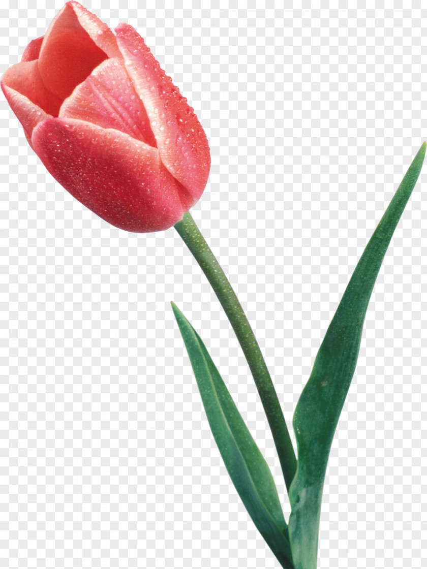 Tulip Flower Desktop Wallpaper PNG