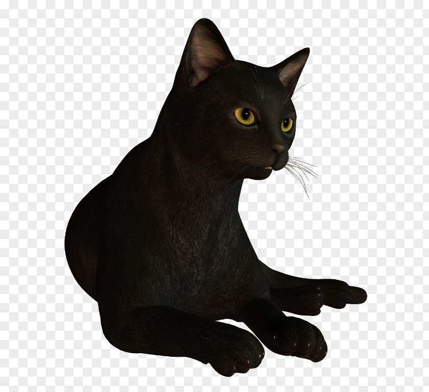 Black Cat Bombay Havana Brown Korat Domestic Short-haired PNG