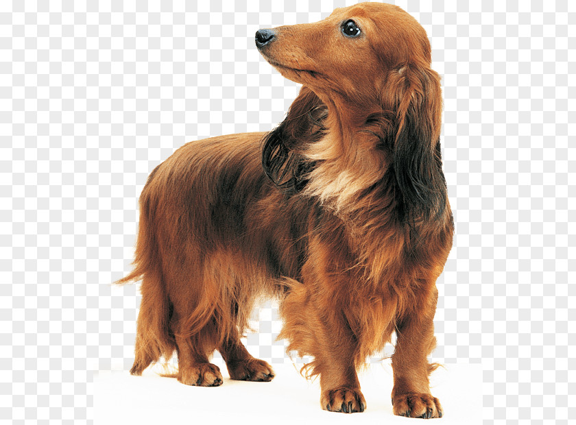 Dachshund Dog Breed Bloodhound Basset Hound Sussex Spaniel PNG