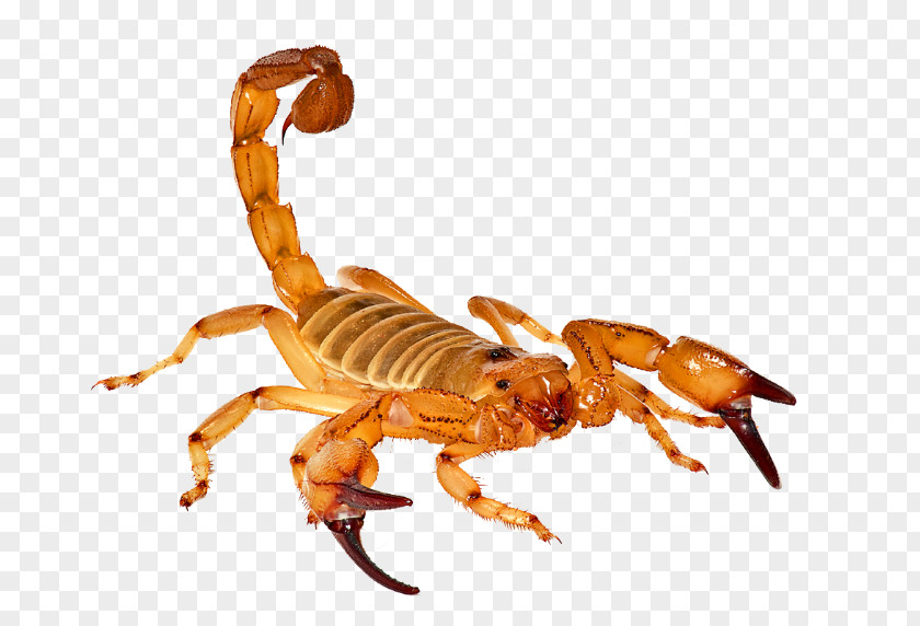 Scorpion Wise / Chem Safe Pest Control Laboratory PNG