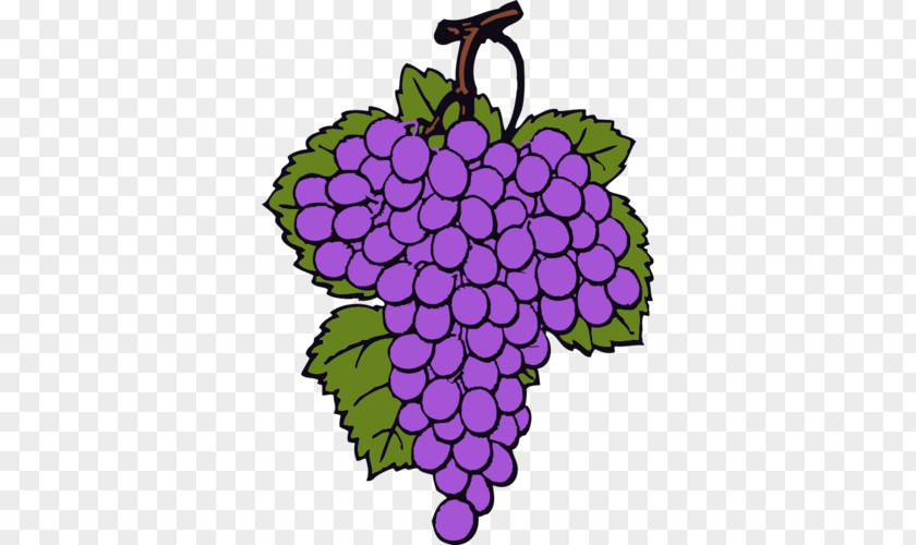 Wine Common Grape Vine Clip Art PNG