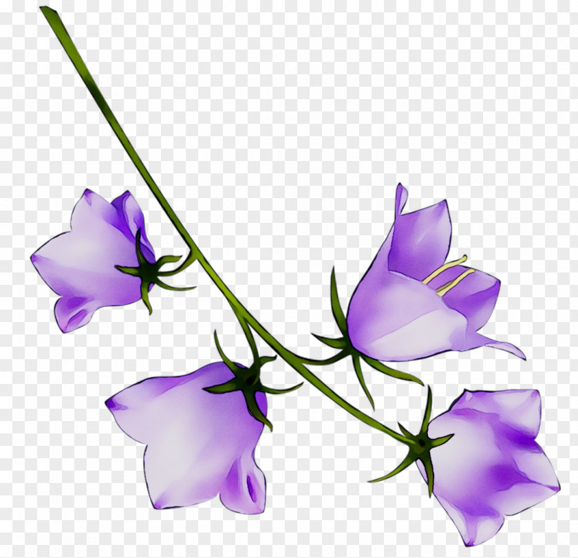 Cut Flowers Plant Stem Branch Herbaceous PNG