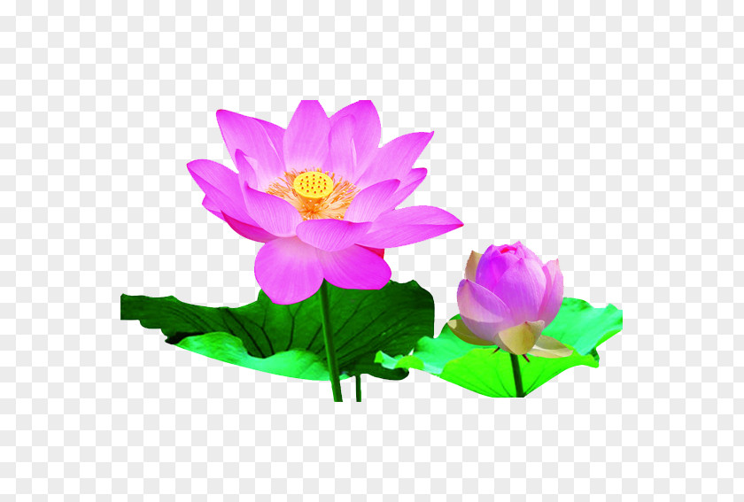 Lotus Leaf Heilongjiang Nelumbo Nucifera Bazhou City Falun Gong Chinese New Year PNG